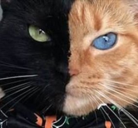 Μισή τίγρης, μισή πάνθηρας! Είναι η Αφροδίτη, μαύρη και πορτοκαλί γάτα που έριξε το ίντερνετ 