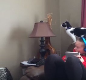 Break: Mια γάτα ζωηρή διαλύει το σαλόνι με μια της κίνηση - Βίντεο - Όρμα γατόνι!