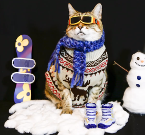 Βίντεο: Μία σούπερ γάτα καταφέρνει να φορέσει 75 διαφορετικά συνολάκια σε φωτογράφιση