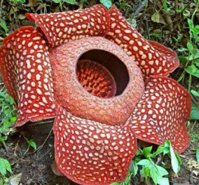 Αυτό είναι το μεγαλύτερο λουλούδι στον κόσμο: Με διάμετρο 1 μέτρο & βάρος 10 κιλά 