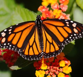 Πεταλούδα "Μονάρχης": Το απίστευτο ταξίδι της εντυπωσιακής πεταλούδας τιμά η Google