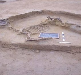 Φαληρικό Δέλτα: «Στο φως» ταφή αλόγου και δύο σκελετοί πιασμένοι χέρι-χέρι 