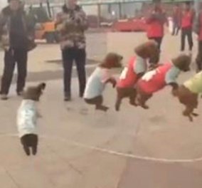 Ξεκαρδιστικό βίντεο: Πέντε σκυλάκια κάνουν σκοινάκι με απίστευτο συγχρονισμό 