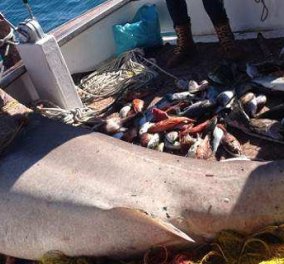 Πόρος: Ψαράς έπιασε καρχαρία 2,5 μέτρων, τον λεγόμενο "σαπουνά"