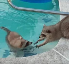 Βίντεο: Δύο αξιαγάπητα ρακούν διασκεδάζουν πλατσουρίζοντας στην πισίνα