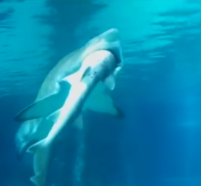 Αχόρταγος «κανίβαλος» καρχαρίας τρώει άλλον καρχαρία: Ένα βίντεο για τα πιο επικίνδυνα σαγόνια