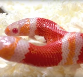 Δικέφαλο φίδι σε απόγνωση: Το ένα κεφάλι μαλώνει με το άλλο για το φαγητό - Φωτό & Βίντεο 