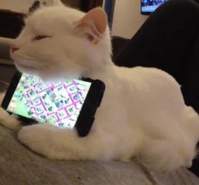 Βίντεο: Η καλύτερη βάση για το κινητό είναι μια… γάτα!