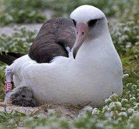 Το γηραιότερο πουλί στον κόσμο γέννησε!!! Άλμπατρος εκόλαψε αυγό στα 65