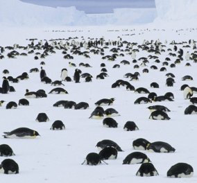 Κρίμαααα: 150.000 νεκροί πιγκουίνοι γιατί εγκλωβίστηκαν από ένα γιγάντιο παγόβουνο 