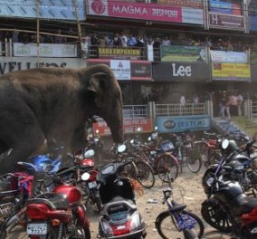  Ελέφαντας σε σύγχυση προκάλεσε πανικό και μεγάλες καταστροφές σε πόλη της Ινδίας