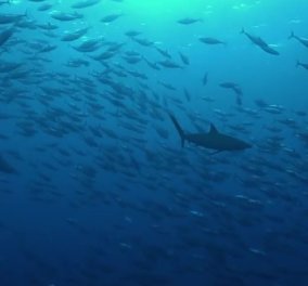 Συγκινητικό βίντεο: Γιγαντιαίος φαλαινοκαρχαρίας συνεργάζεται με δύτη για να τον απελευθερωθεί από σχοινιά 