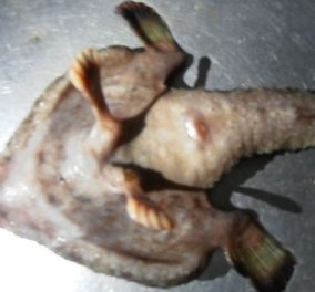 Θρίλερ με ψάρι- Άλιεν: Έχει πόδια, δάχτυλα ,ανθρώπινη μύτη & περπατά μέσα στο νερό!  