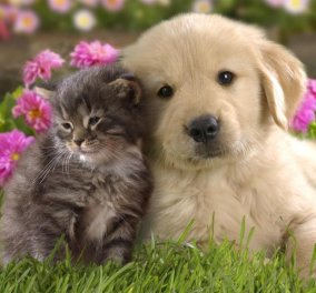 Τα σκυλιά ή οι γάτες μάς αγαπάνε περισσότερο; Το BBC, ένας νευρολόγος & δύο ειδικοί απαντούν 