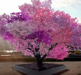 Το πιο ωραίο & μυστήριο δέντρο στον πλανήτη έχει 40 διαφορετικά φρούτα – Όταν ανθίζει όλη η άνοιξη πάνω του 