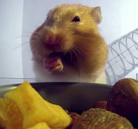 Βίντεο: Το τεμπέλικο αχόρταγο χάμστερ: Στο βίντεο το υπέροχο κατοικίδιο καταβροχθίζει τεράστια ποσότητα φαγητού 