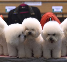 Απολαύστε το: 36 φωτογραφίες από τα καλλιστεία Σκύλων - Οι ωραιότερες ράτσας είναι εδώ