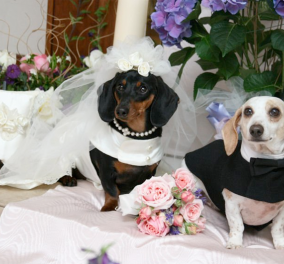 Ξεκαρδιστικό βίντεο: Σκύλοι παντρεύτηκαν στην Ινδία με... 5000 καλεσμένους!