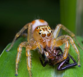 Απίθανο βίντεο σε New York Times: Αράχνη κανίβαλος καταβροχθίζει σύντροφο της... 