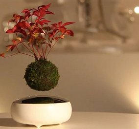  Ιπτάμενα bonsai: Τα δημοφιλέστατα γιαπωνέζικα φυτά τώρα πετούν ψηλά & είναι cute  