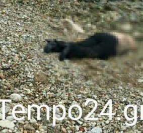 Παρέα φίλων βρήκε στην Πάτρα νεκρή, ημίγυμνη γυναίκα - Σκληρές εικόνες από την πλαζ