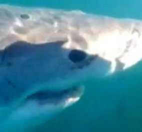 Νέα Ζηλανδία: Καρχαρίας επιτέθηκε σε βάρκα & έσπειρε τον πανικό