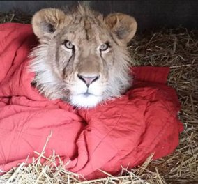 Pet story of the day: Ατρόμητο... αφρικανικό λιοντάρι δεν μπορεί να κοιμηθεί χωρίς κουβέρτα!