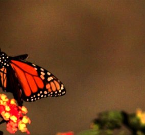 Βίντεο: H απόλυτη ομορφιά με το πέταγμα μιας πεταλούδας - Mεγαλείο της φύσης