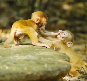 Βίντεο: Απίστευτη πλάκα με άτακτα πιθηκάκια που κλέβουν τουρίστες! 