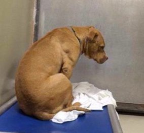 Pet story of the day: Ευαίσθητος σκυλάκος έπεσε σε κατάθλιψη επειδή δεν τον υιοθέτησαν 
