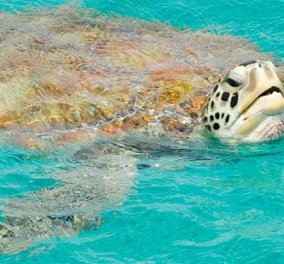 Βίντεο & φωτό: Οι κακομοίρες οι θαλάσσιες χελώνες καταπίνουν πλαστικές σακούλες και...