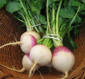 Η Ρέβα ή γογγύλι: Το μώβ λαχανικό θησαυρός: Α, Β1, Β2, καροτίνη, κάλιο, ασβέστιο, φώσφορο, μαγνήσιο, σίδηρο! 