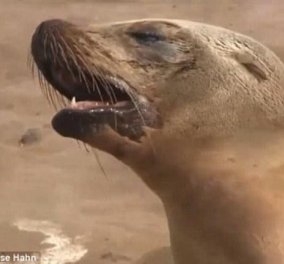 Βίντεο: Ο σπαραγμός μαμάς θαλάσσιου λιονταριού για το θάνατο του μωρού της
