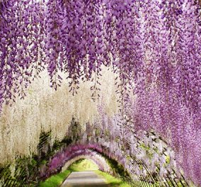 Wisteria Tunnel: Η μαγική ''Χώρα των Θαυμάτων'' στην Ιαπωνία με τα πανέμορφα μωβ & λευκά λουλούδια σε υπέροχα κλικς