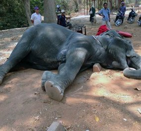 Παγκόσμια θλίψη για τον ελέφαντα που πέθανε από καρδιά μεταφέροντας τουρίστες με καύσωνα 