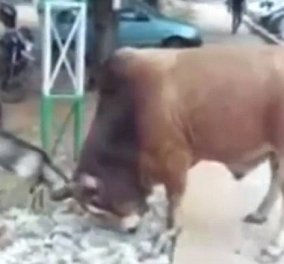 Βίντεο: Ολόκληρο .... κατσίκι εναντίον τεράστιου ταύρου – ο Δαβίδ εναντίον του Γολιάθ 