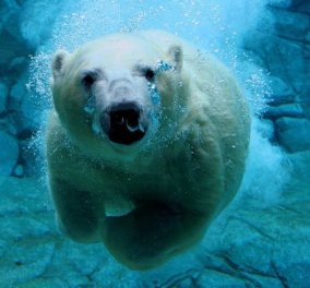 Οδύσσεια στην Αρκτική: Ο πάγος λιώνει, οι πολικές αρκούδες ξεθεώνονται στο κολύμπι  