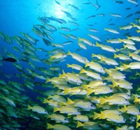 Πως τα μολυσμένα ψάρια επηρεάζουν το ανοσοποιητικό σύστημα του ανθρώπου 