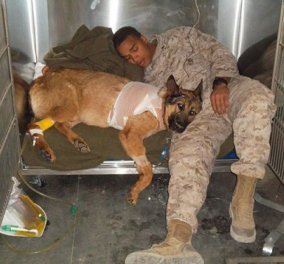 Ο σκύλος έχασε το πόδι του στο Αφγανιστάν & τιμήθηκε με το μεγαλύτερο μετάλλιο που έλαβε ζώο 