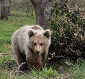 Good News: Ο Πάτρικ, το ορφανό αρκουδάκι της Φλώρινας μεγάλωσε και έκανε την πρώτη του ελεύθερη βόλτα 