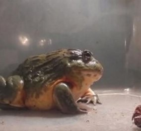 Βίντεο: Αυτός ο τεράστιος Αφρικανικός βάτραχος  δεν αφήνει  τίποτα, τρώει τα πάντα!