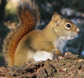 Απίστευτη φύση: Ακόμα και οι "σνομπ" κόκκινοι σκίουροι υιοθετούν τα ορφανά της οικογένειας