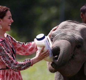 Kate Middleton: Τάισε μικρό ελεφαντάκι με μπιμπερό & έκλεψε τις εντυπώσεις - Απίθανες φωτό