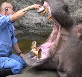 Γελααααμε δυνατά: Πώς είναι να είσαι οδοντίατρος σε ιπποπόταμο; Δείτε το βίντεο