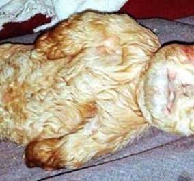 Απίστευτη εικόνα: Κατσικάκι γεννήθηκε με πρόσωπο ανθρώπινου βρέφους‏