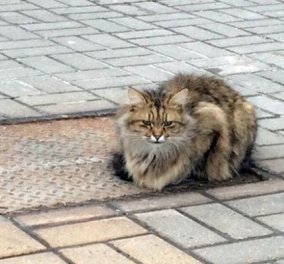 Pet story of the day: Γάτα περιμένει τον ιδιοκτήτη της για πάνω από 1 χρόνο - Ο Χάτσικο σε αιλουροειδές 