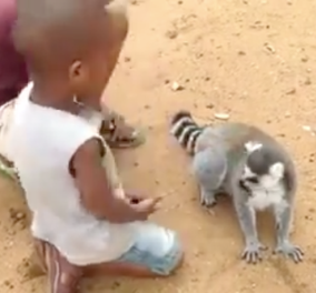 Ο… απαιτητικός λεμούριος που τρελαίνει το YouTube - Ζητά επίμονα χάδια & είναι τοοοοσο γλυκούλης
