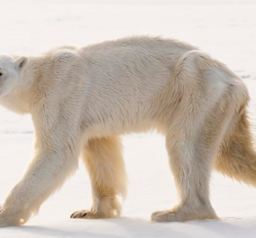 Smile βίντεο: Γλυκούλα πολική αρκούδα μιμείται τα… push-ups νεαρού άντρα