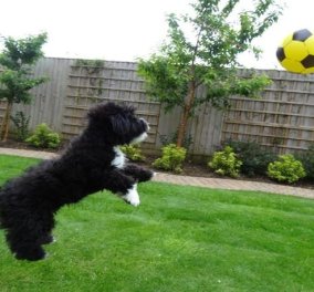 Ronald- og: O σκύλος «ποδοσφαιριστής» που έγινε viral με τα κόλπα & τα σουτάκια του 