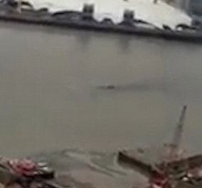 Μυστήριο στα νερά του Τάμεση - Άγνωστο πλάσμα καταγράφηκε να κολυμπά σε viral βίντεο